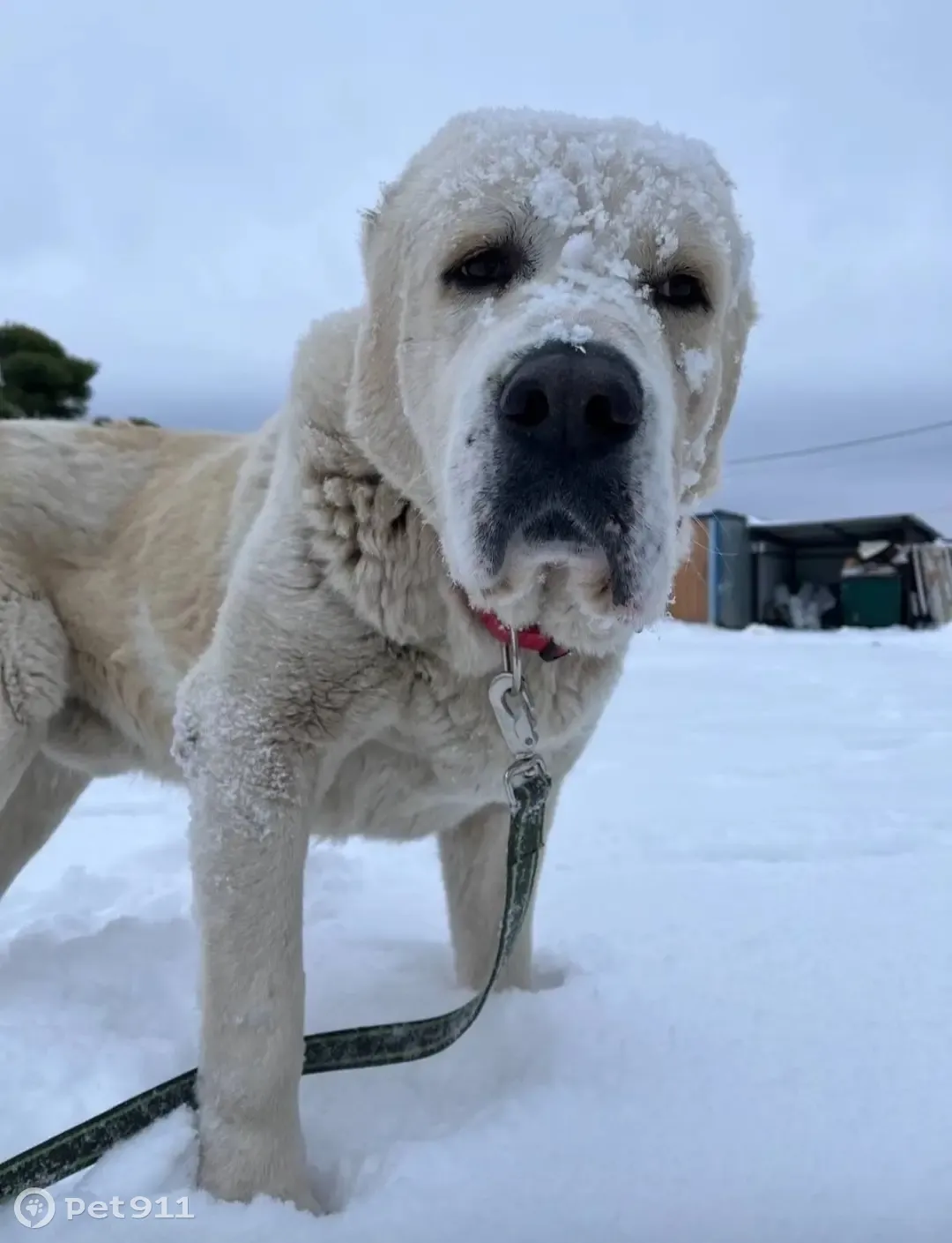 Здоровый алабай ищет дом: Советская, 10А | Pet911.ru