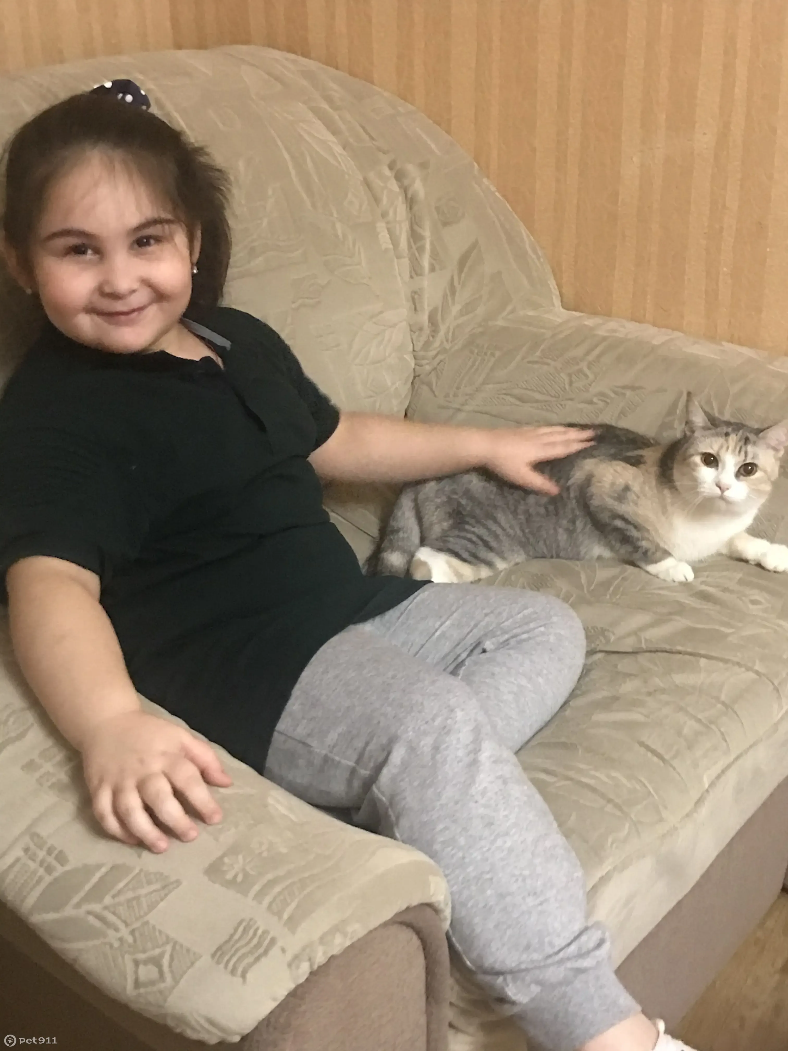 Пропала кошка: Ильюшина, 15 к1, СПб | Pet911.ru