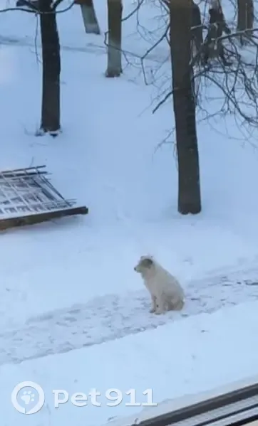 Найдена собака: 18-й пр. Мясново, Тула | Pet911.ru