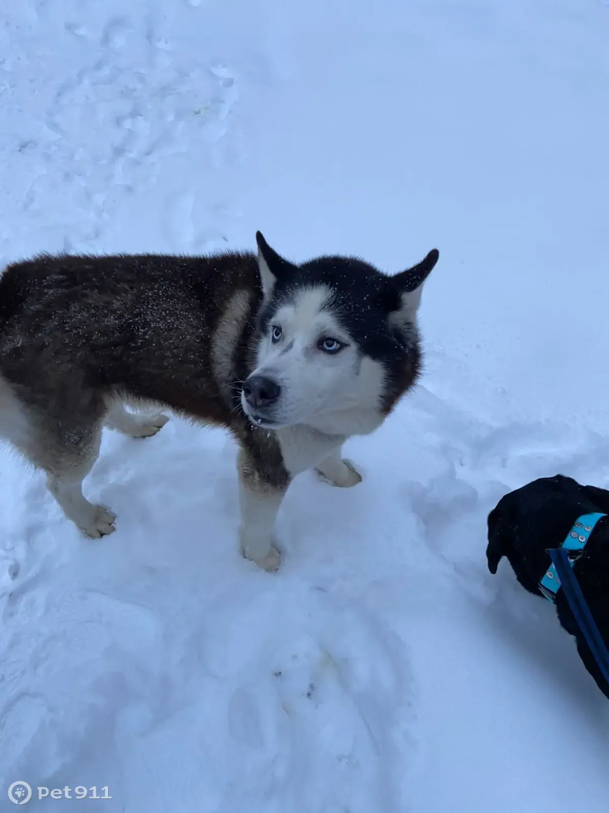 Хаски найден: Бассейная ул., СПб | Pet911.ru