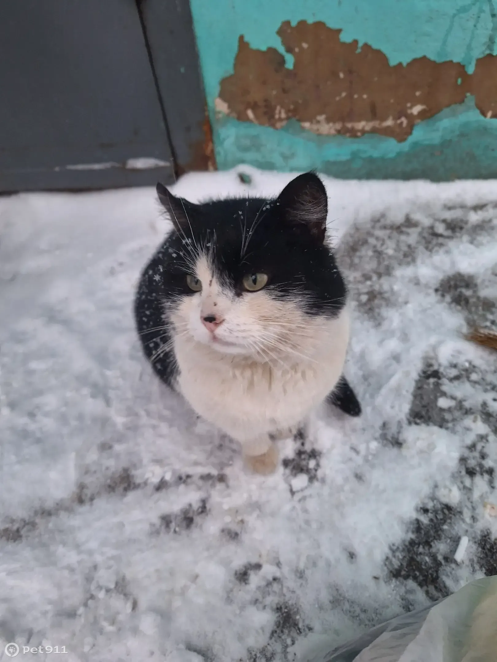 Подранный кот, Петровский спуск, Липецк | Pet911.ru