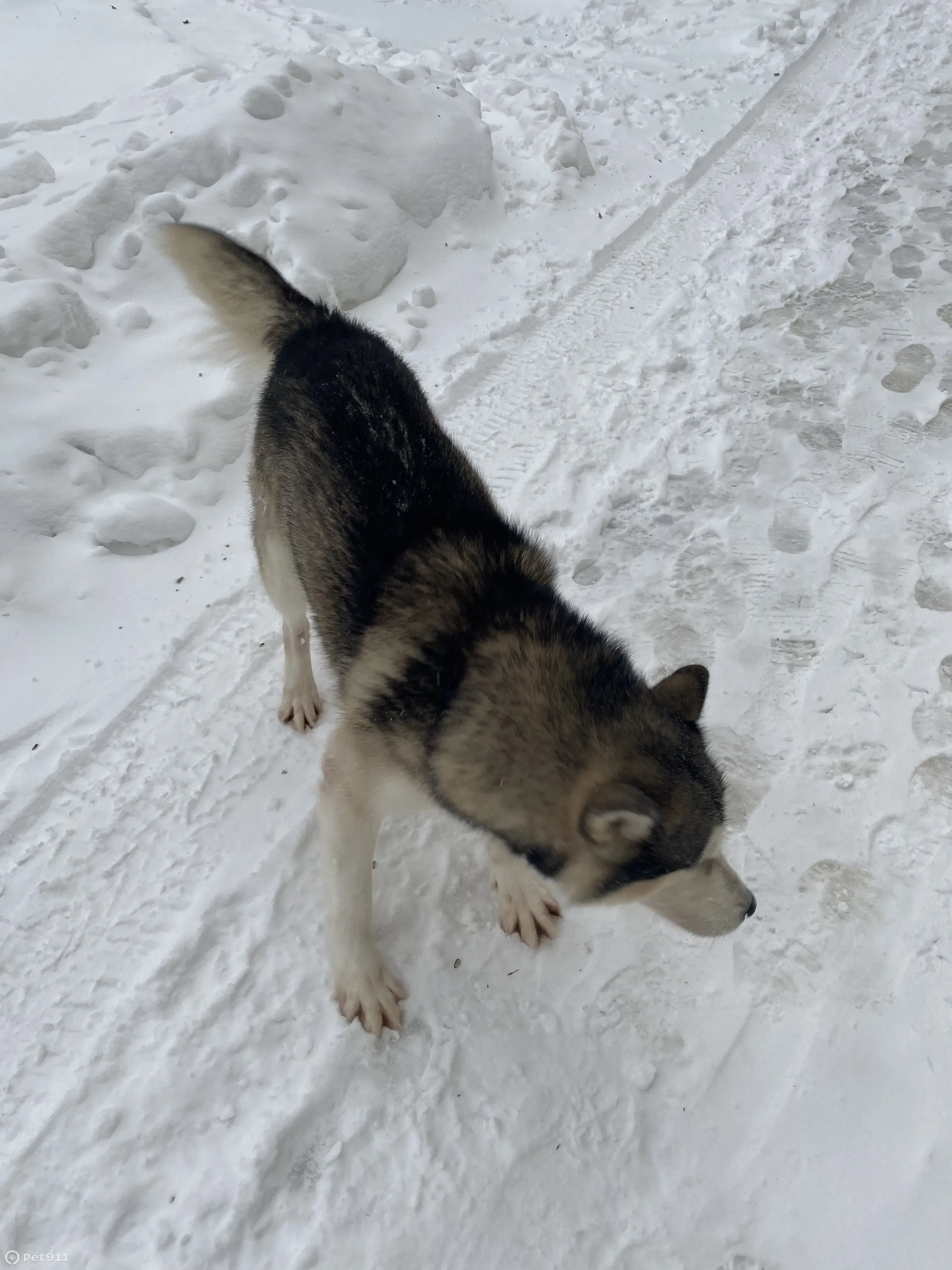 Найдена собака Хаски: Володарского, 40 | Pet911.ru