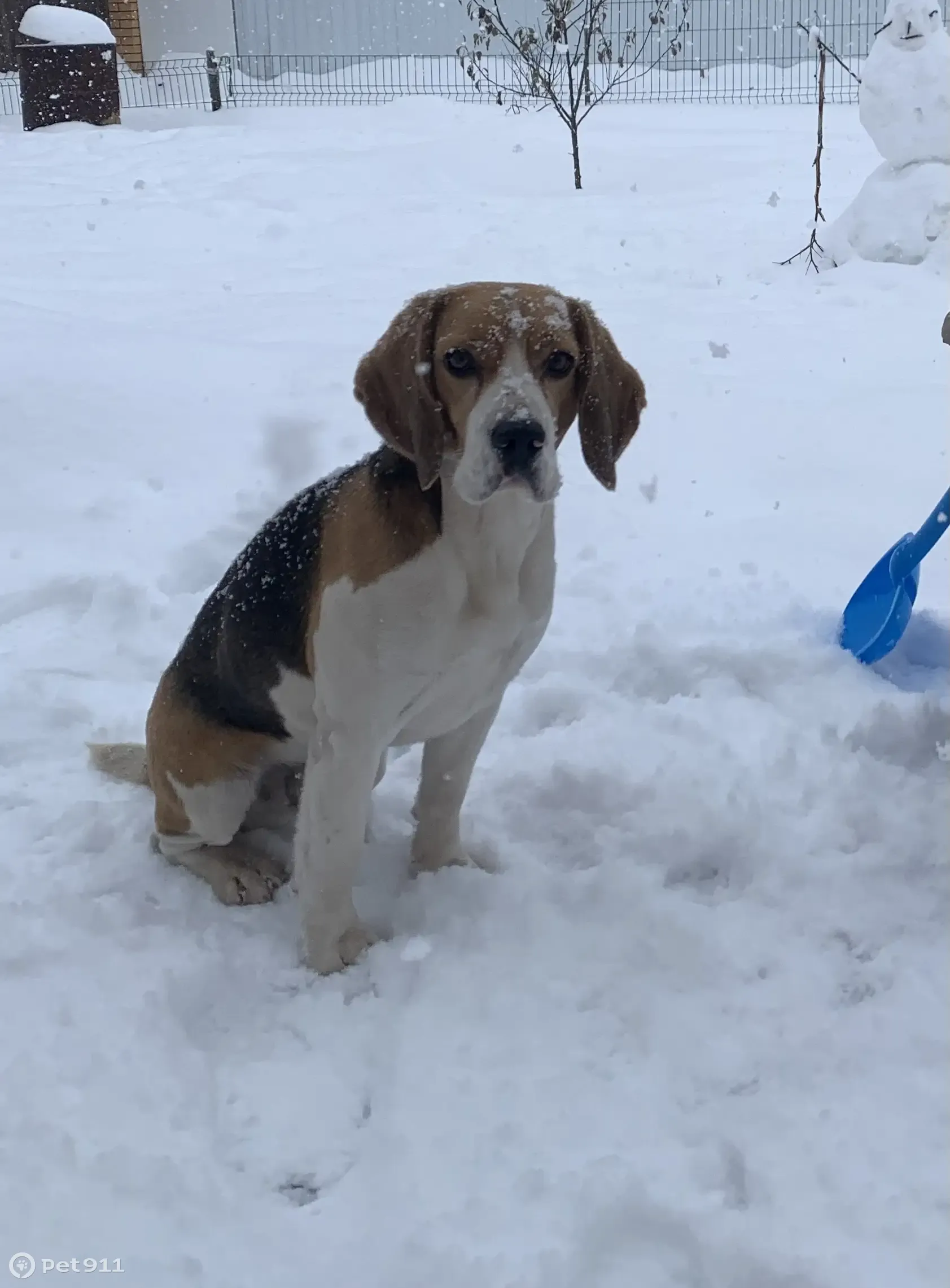 Пропал бигль в Духовце, Дорожная ул. | Pet911.ru