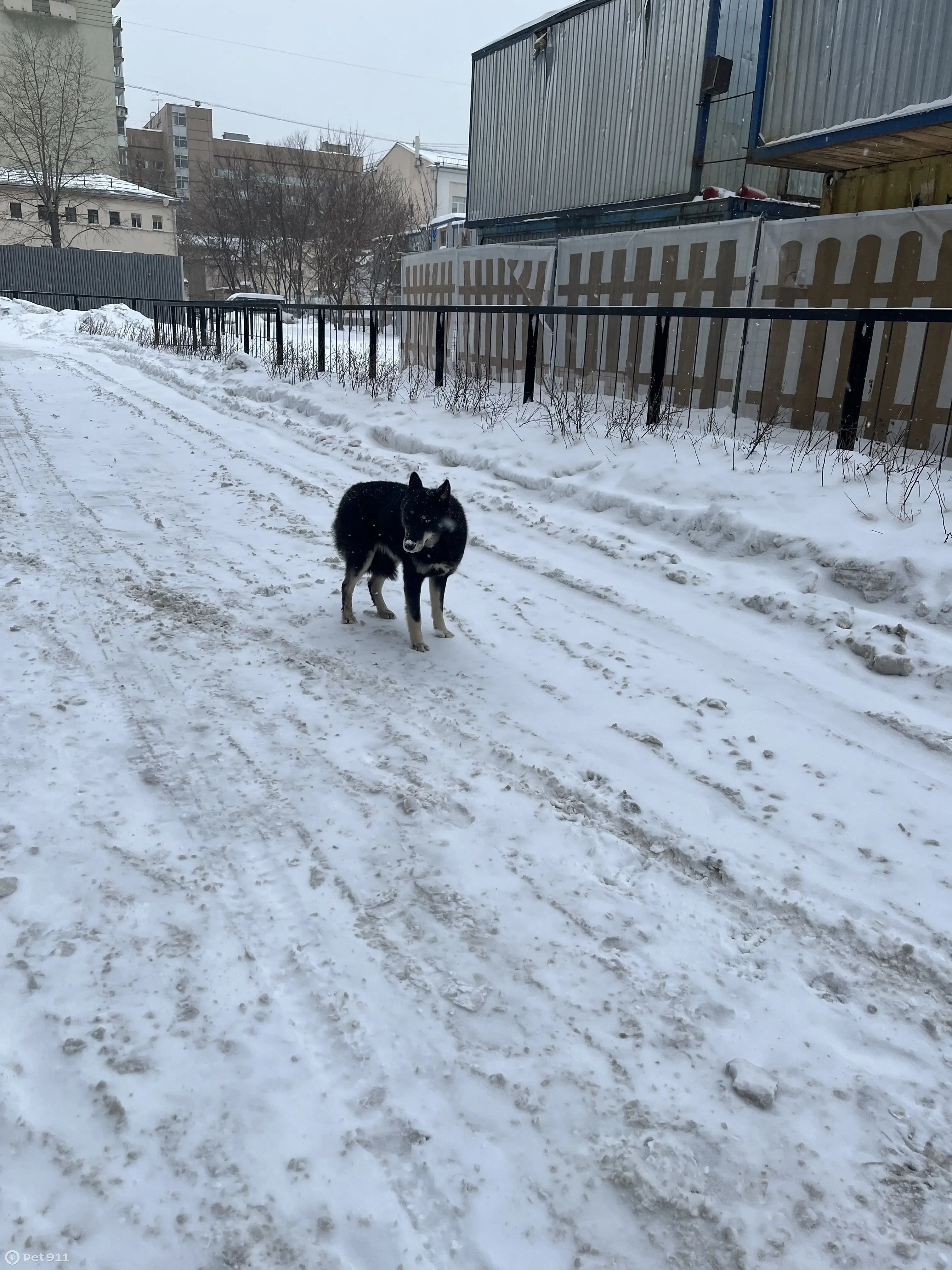 Найдена собака, Бауманская ул. 47 | Pet911.ru