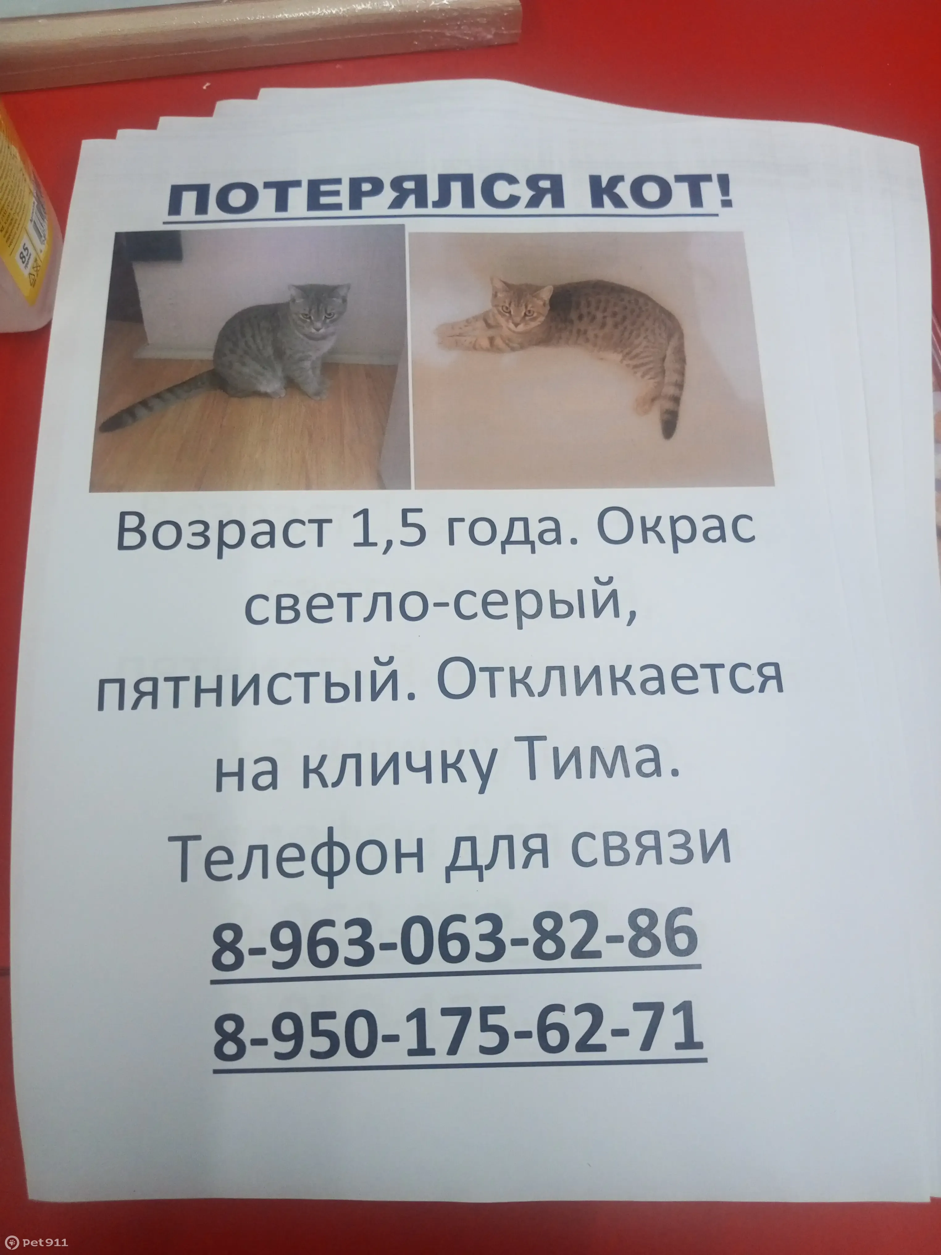 Пропала кошка: Дзержинского, 30, Ижевск | Pet911.ru