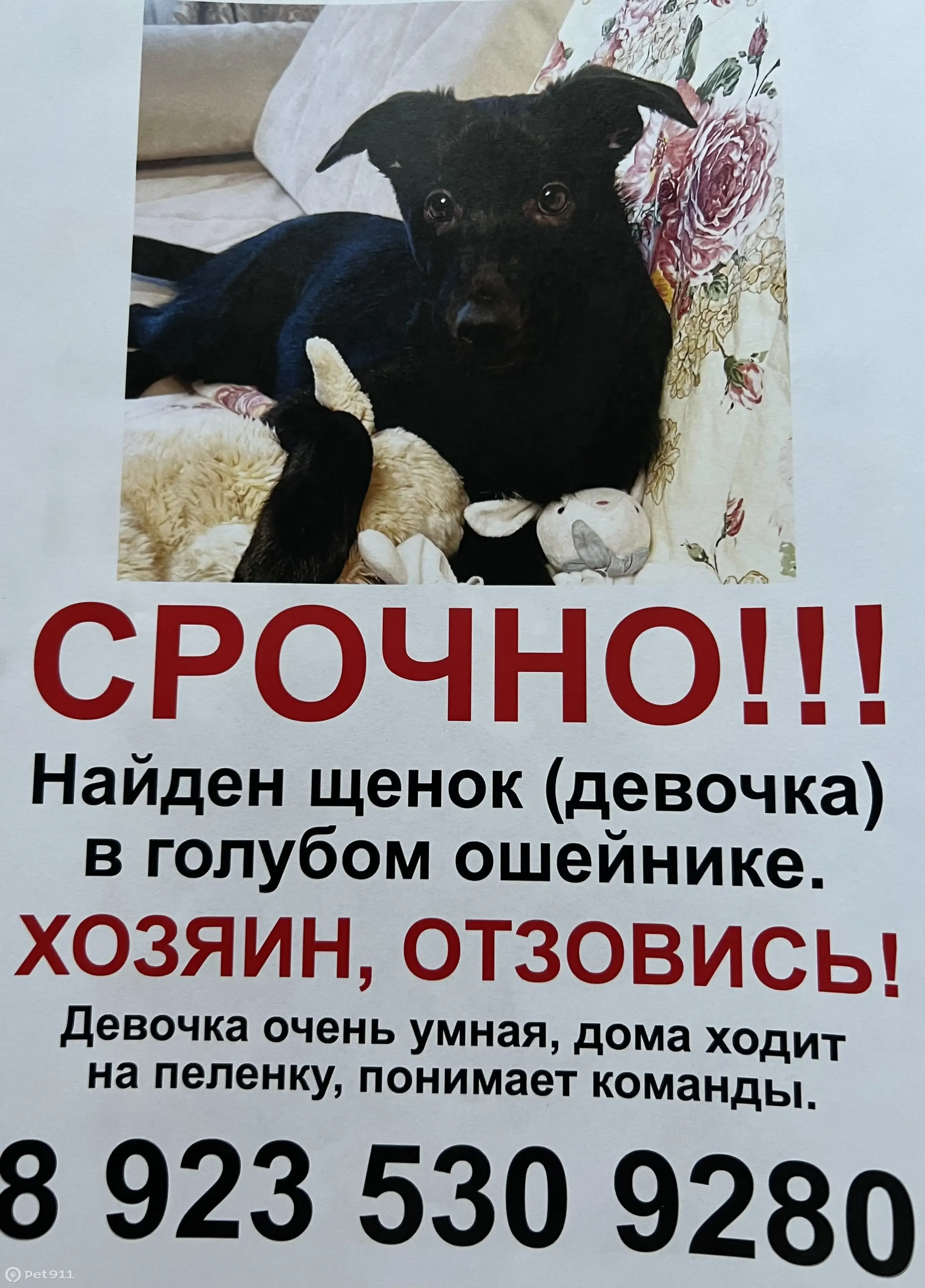 Щенок в шлейке, Грибоедова 2, Новокузнецк | Pet911.ru