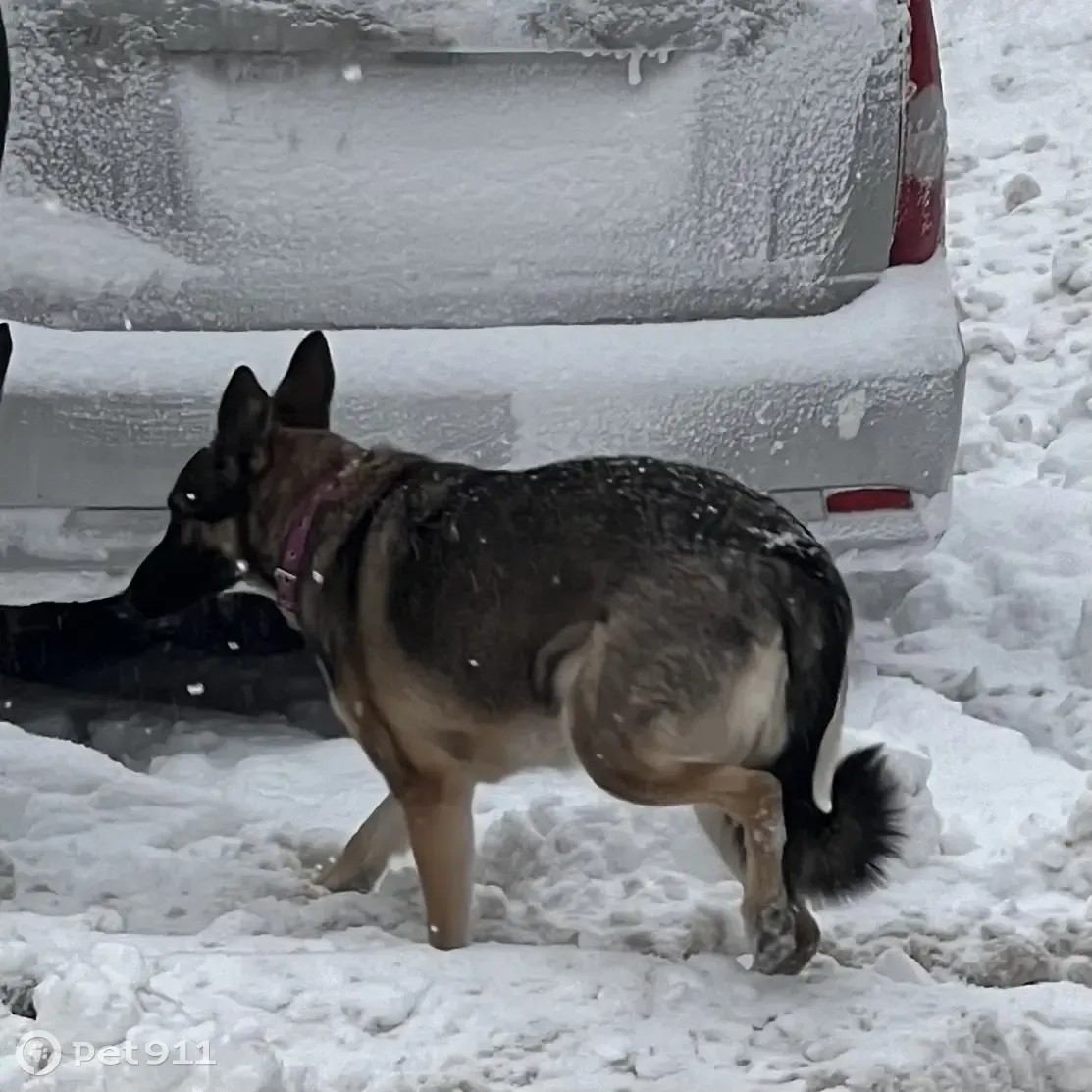 Найдена собака: ул. Подольских Курсантов, 16к3 | Pet911.ru