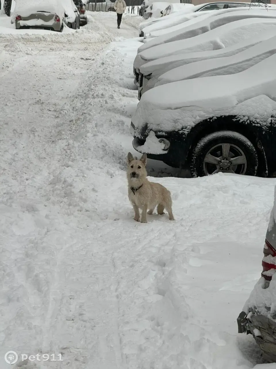 Найдена собака: Ярцевская ул., 33 к1 | Pet911.ru