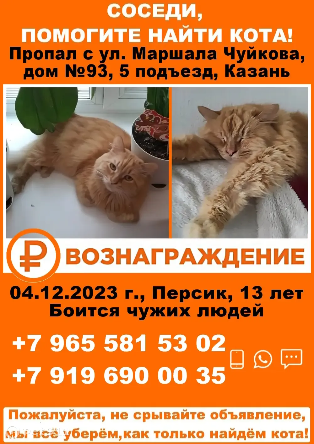 Пропал кот: ул. Чуйкова 93, Казань | Pet911.ru