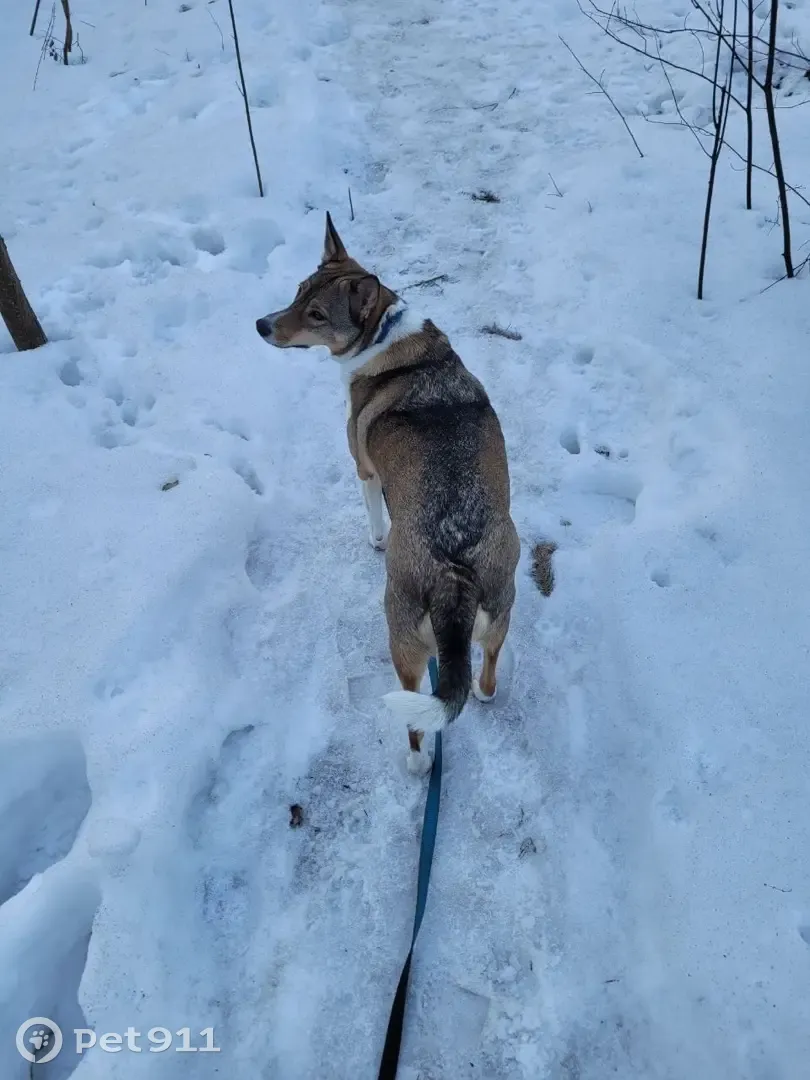 Пропала собака Дженни, Бескудниковский б-р 12 | Pet911.ru