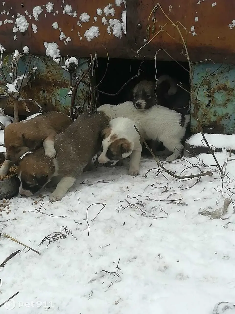 Собака с щенками, Пушкинский тракт, Омск | Pet911.ru