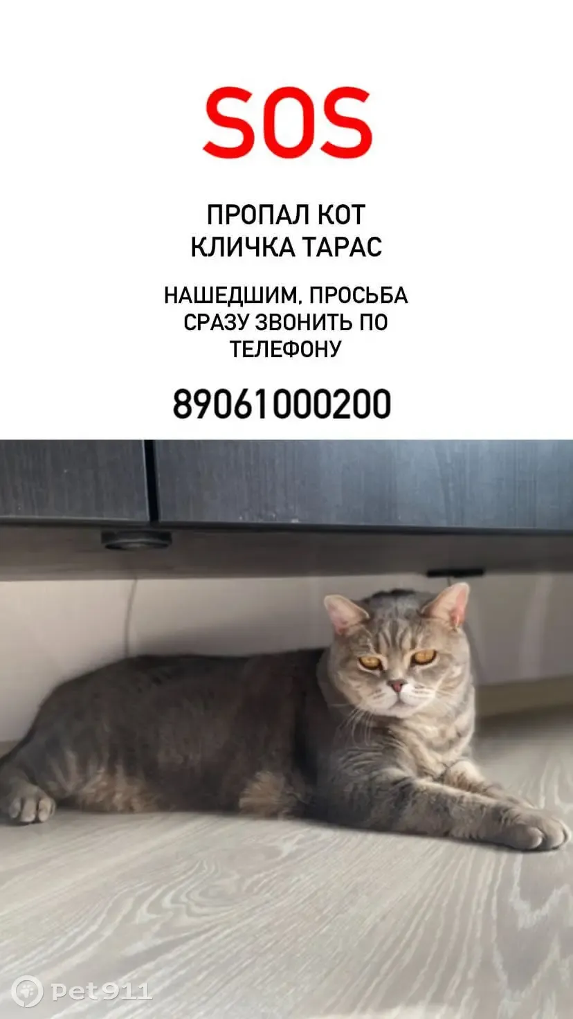 Пропал кот, Белебей, 89061000200 | Pet911.ru