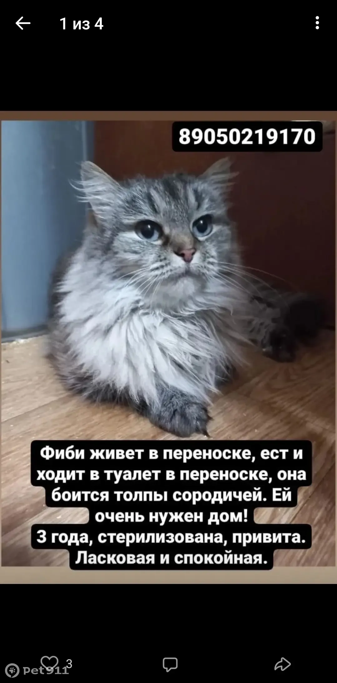 Найдена собака: Ленинградская, Казань | Pet911.ru