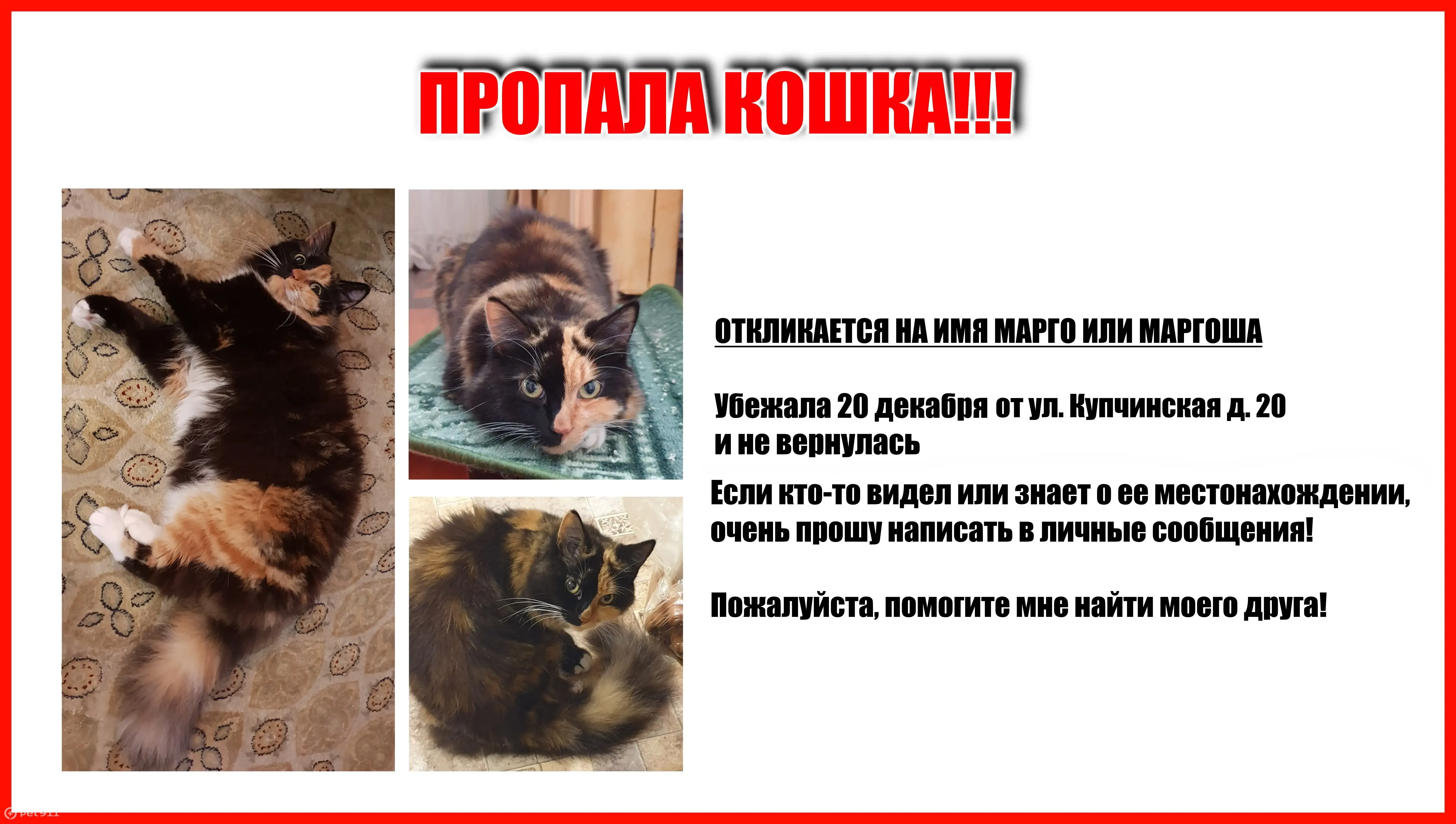 Пропала кошка, Купчинская 20 к3 | Pet911.ru