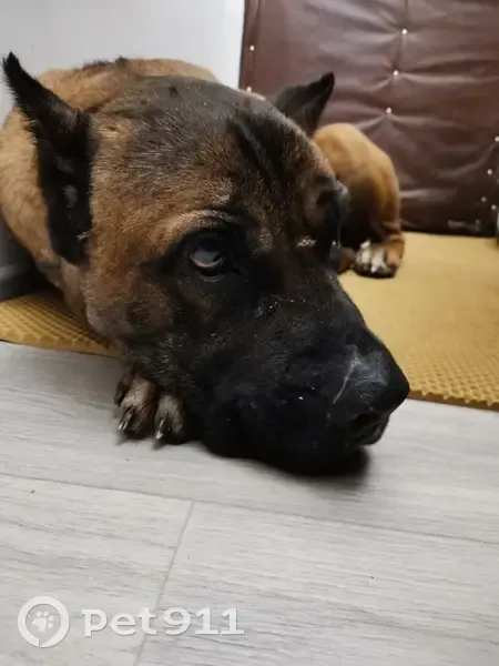 Найден Кане-Корсо, Привокзальная 20В - photo