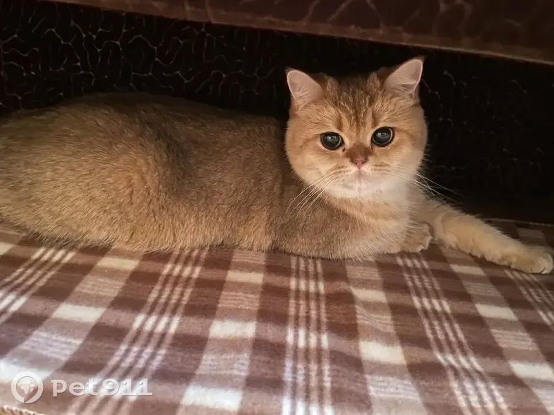 Пропала рыжая кошка: Ставропольская, 28 | Pet911.ru