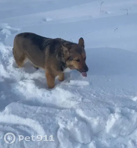 Пропала собака: Уральская ул., 7 - photo