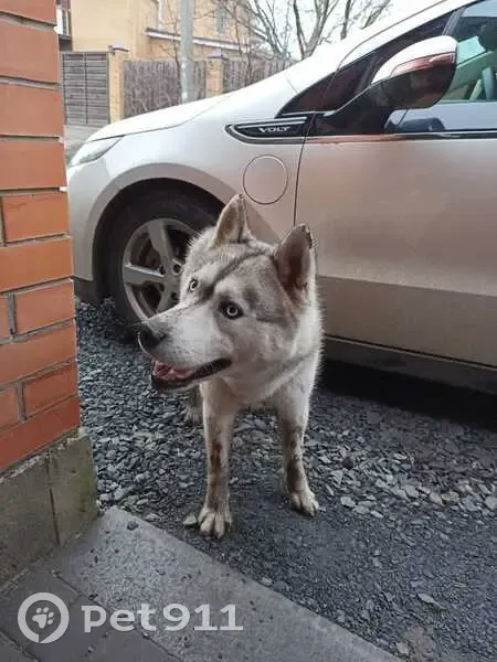 Найден Хаски, ул. Рахманинова, 20 - photo