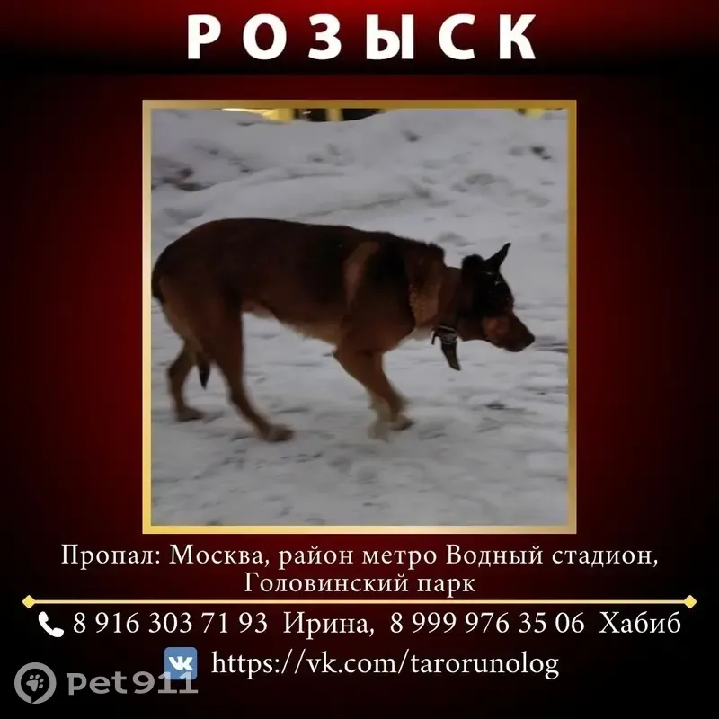 Dogs москва