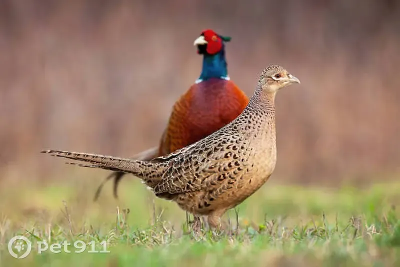 Птица Фазана у дома 14 на Трубаченко - photo