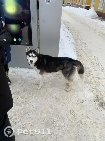 Хаски ждёт хозяина: Петербургское, 39 - photo