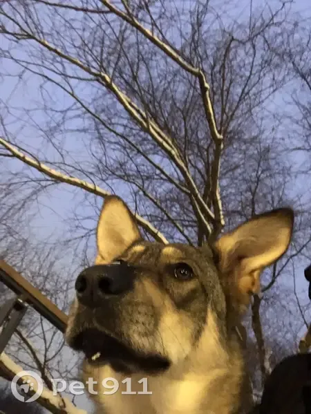 Найдена собака, Широкая ул., Москва - photo