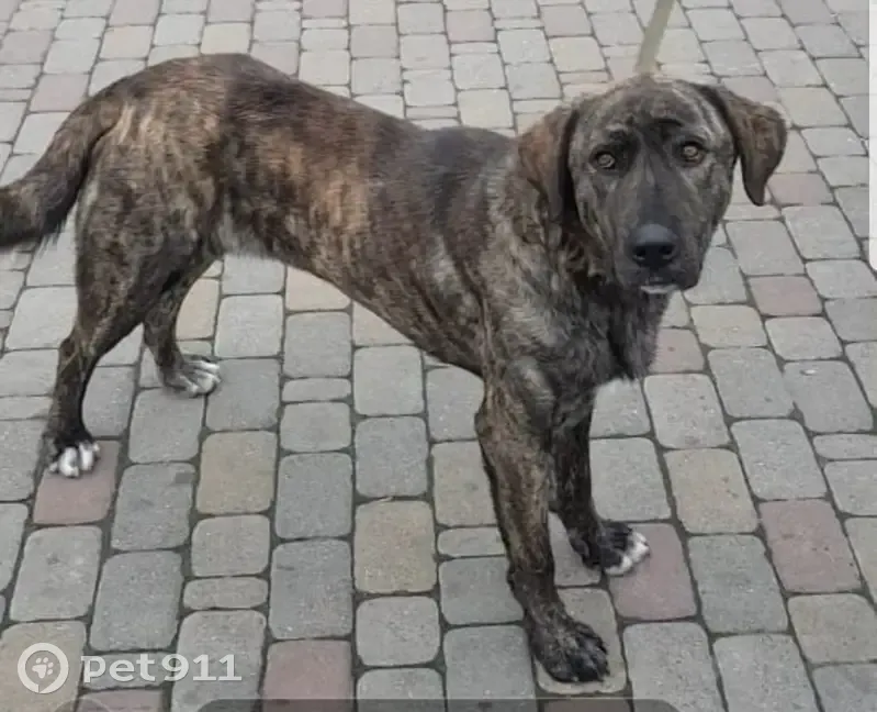 Пропала собака Тигруля, Георгиевская ул. - photo