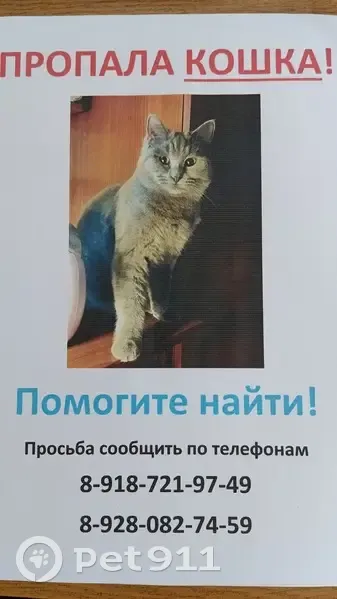 Пропала кошка, Береговая ул., 2 - photo