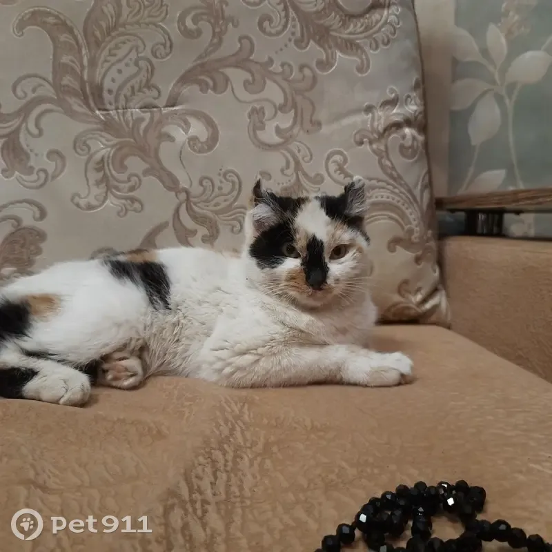 Найдена кошка: Забайкальская ул., 6 мес - photo