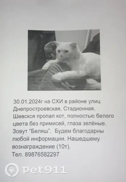 Пропал кот Беляш, Волгоград! 📞89876582297 - photo 2