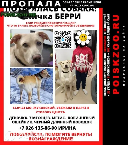 Пропала собака в Жуковском, ул. Амет-Хан 15 - photo 8