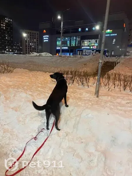 Пропала собака Мэри, Новотушинская 3 - photo