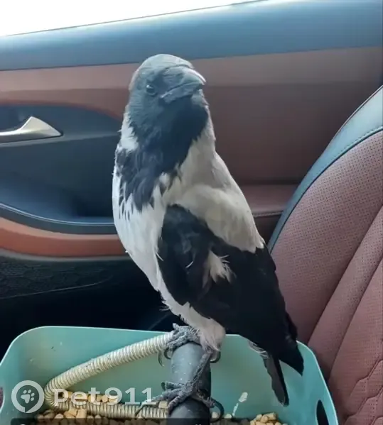 Пропала ворона на Мельничной 4 - photo