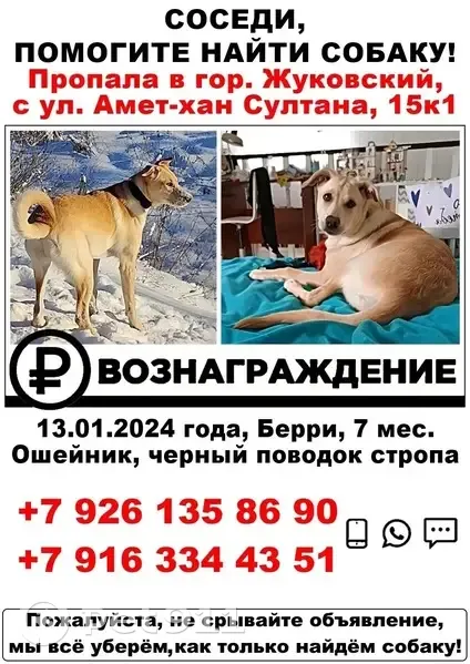 Пропала собака в Жуковском, ул. Амет-Хан 15 - photo 4