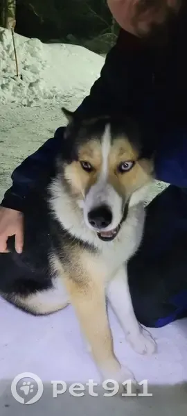 Найдена собака в Хухтерву, Карелия - photo