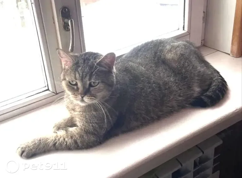 Пропал кот, Тверь, Сухая 13/8 - photo