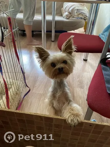 московская потеряшка