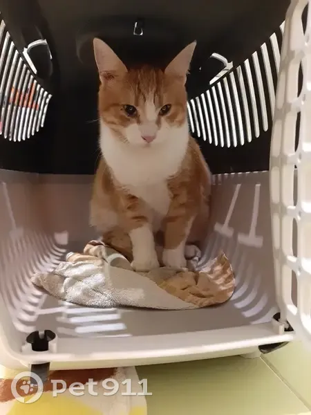 Пропал кот: пр. Славы, 2 к3, СПб - photo