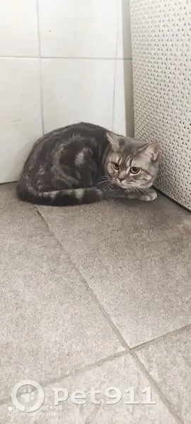 Найдена кошка, пр-т Мира, Москва - photo