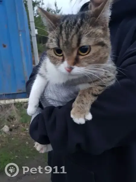 Найдена кошка без хвоста, Сепыч - photo