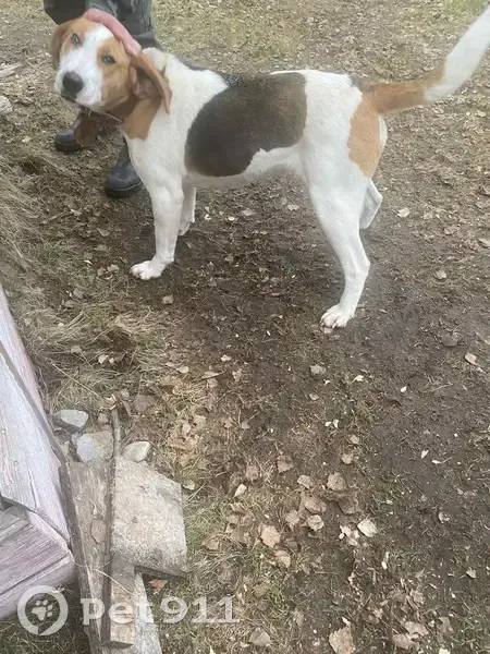 Собака найдена: участок 87К-208, Корткерос - photo