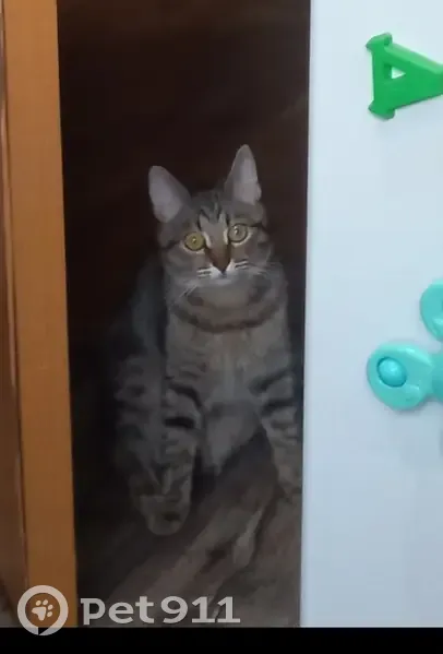 Пропала кошка: Красноармейская, 102А - photo