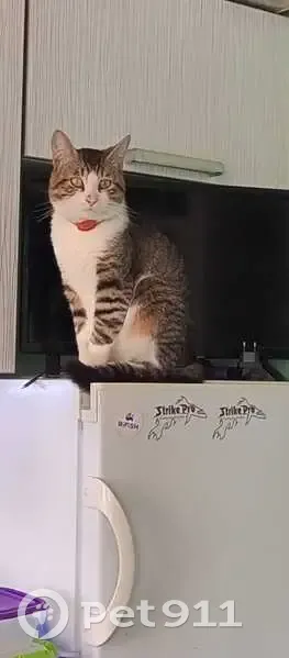 Пропала кошка Боня, 41К-113 - photo