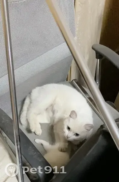 Найдена белая кошка, ул. Набережная - photo
