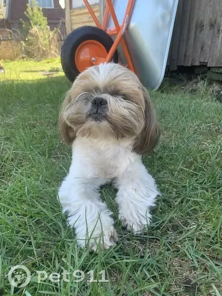 Шицу найден на дороге Боровица, Кировская обл. - photo
