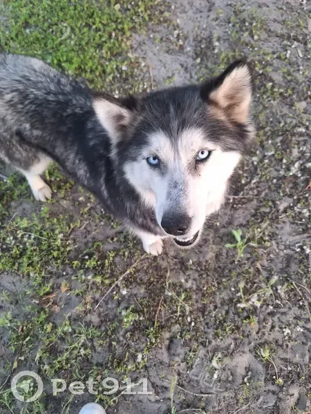 Найдена хаски-девочка, Клюква - photo