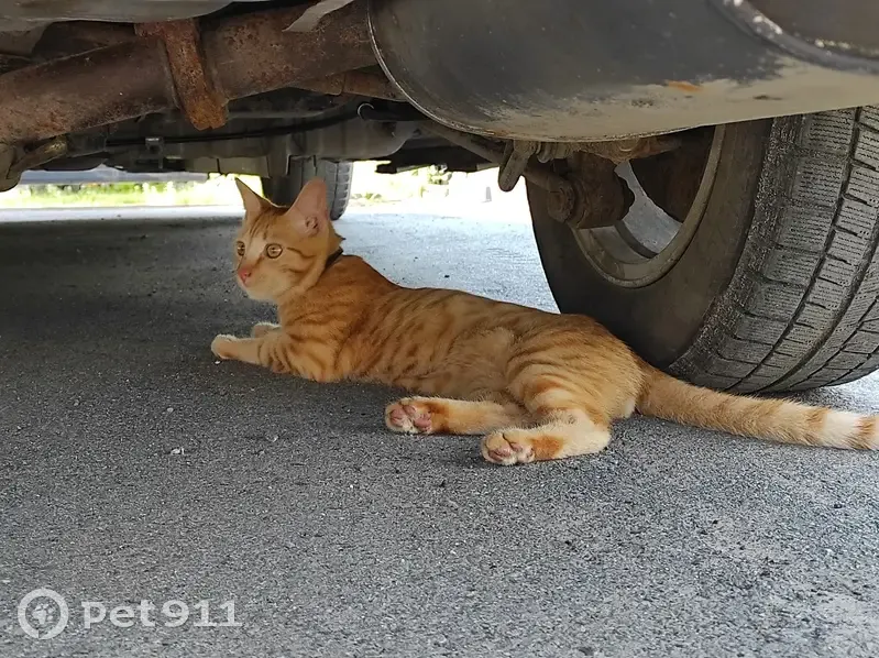 Найдена кошка, Шадринская ул., Курган - photo