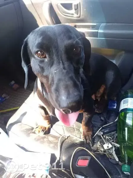 Найдена такса, Цветовка, Барятинский - photo