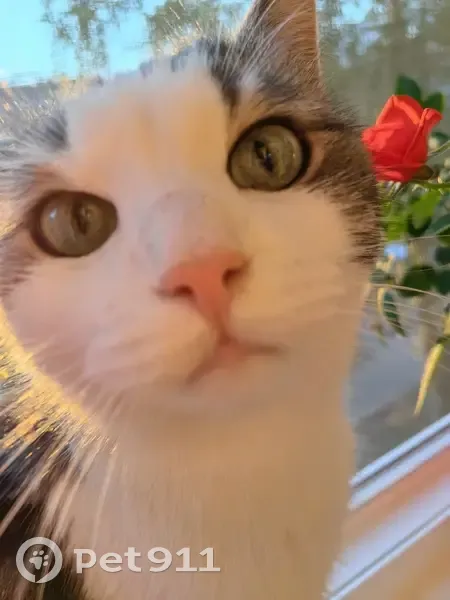 Пропал кот Мейсон, Будапештская 71 к1 - photo