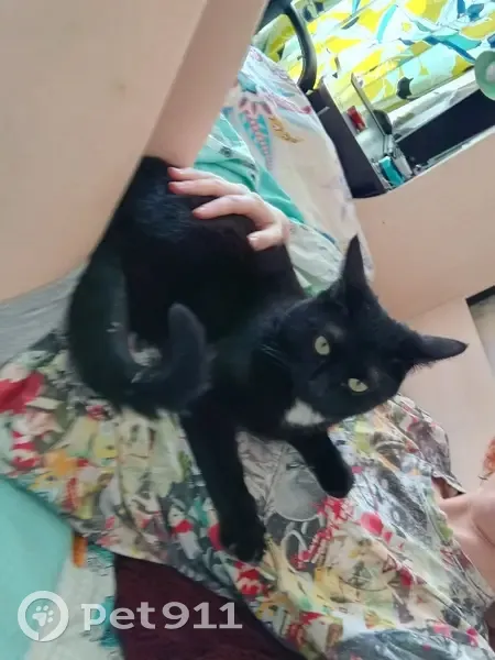 Пропал кот, 3-я Советская, СПб - photo